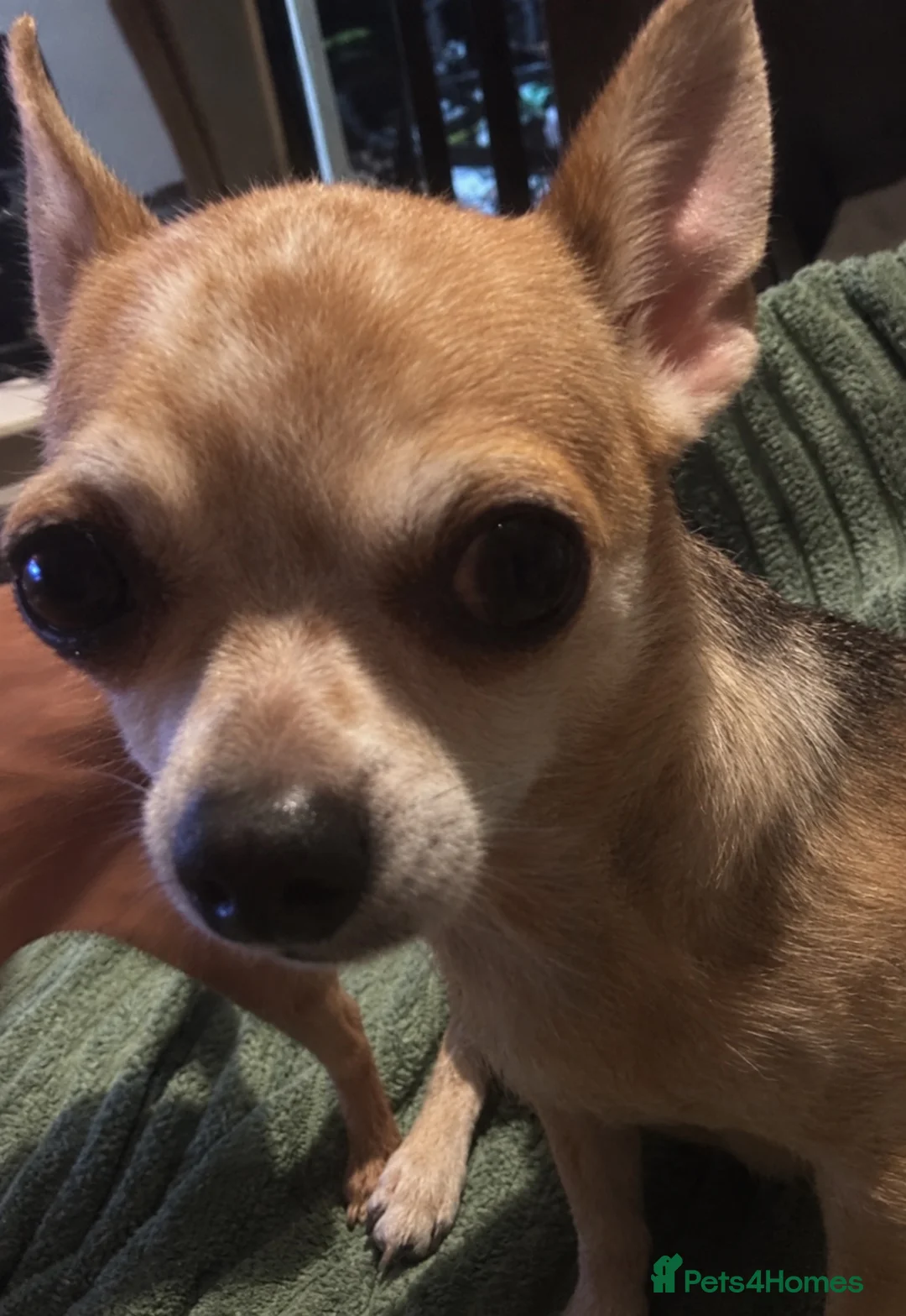 Chihuahua dogs for sale: URGENT REHOMING MALE CHIHUAHUA PUP - Advert 2
