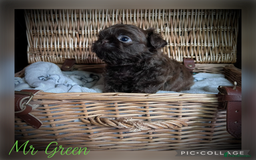 Shih Tzu dogs for sale: Stunning KC chocolate imperial Shihtzu puppies - Image 23