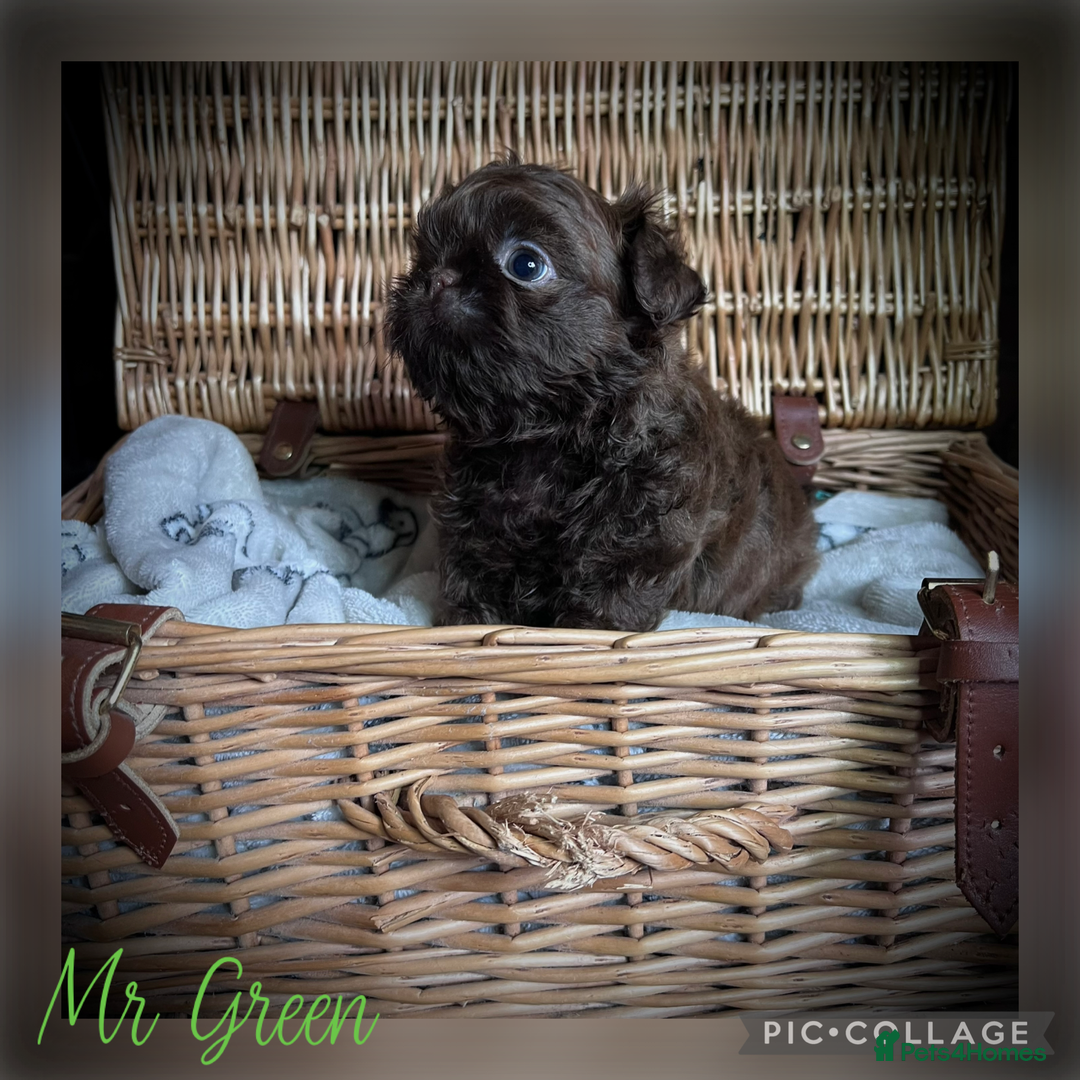 Shih Tzu dogs for sale: Stunning KC chocolate imperial Shihtzu puppies - Image 23