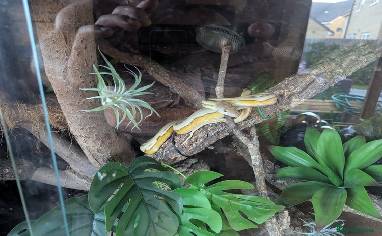 Python Snake reptiles - Advert 2
