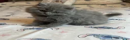 British Longhair cats for sale: Stunning blue British longhair kittens - Advert 8