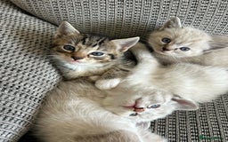 Ragdoll cats for sale: ONE BOY LEFT  Ragdoll cross kittens for sale  - Image 8