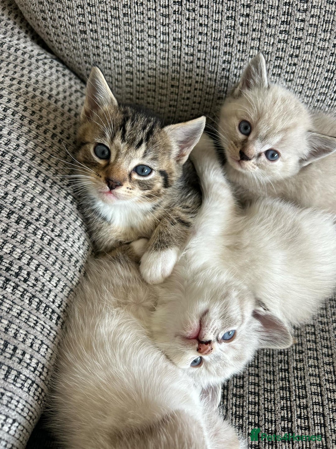 Ragdoll cats for sale: ONE BOY LEFT  Ragdoll cross kittens for sale  - Image 8