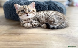 British Shorthair cats for sale: GCCF BSH Chinchilla Rare, Beautiful Kittens - Image 28