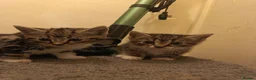 Mixed Breed cats for sale: Kittens for sale  in Wrexham - Advert 16