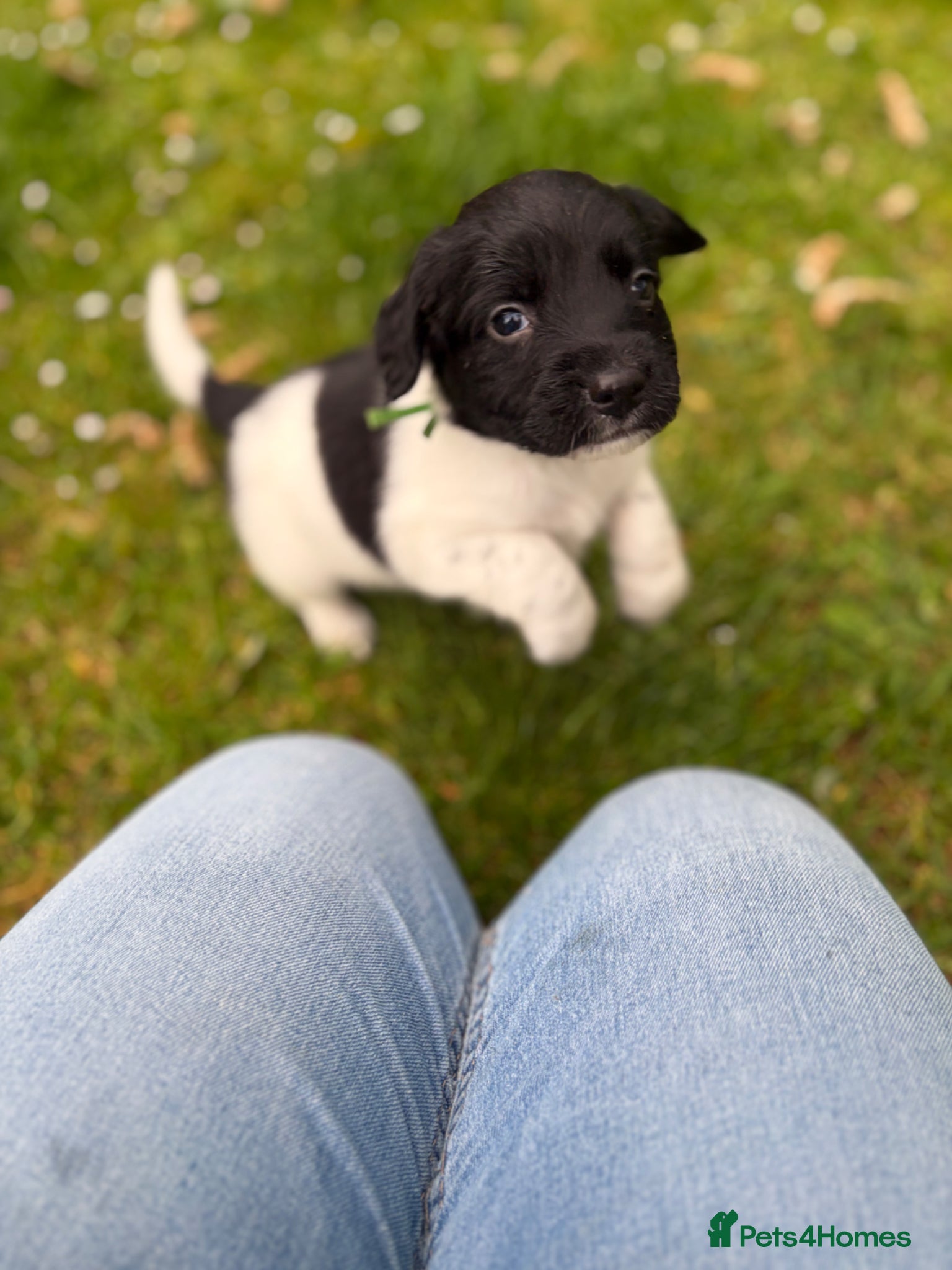 English Springer Spaniel dogs English springer spaniel puppies - Advert 2