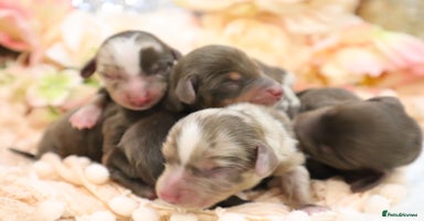 Miniature Dachshund dogs - Advert 5