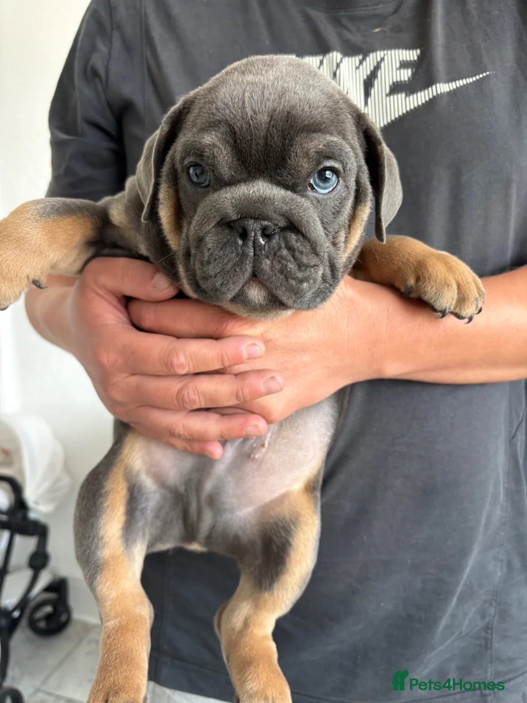English Bulldog dogs for sale: Beefcake and Little Blue in Nottingham - Advert 2