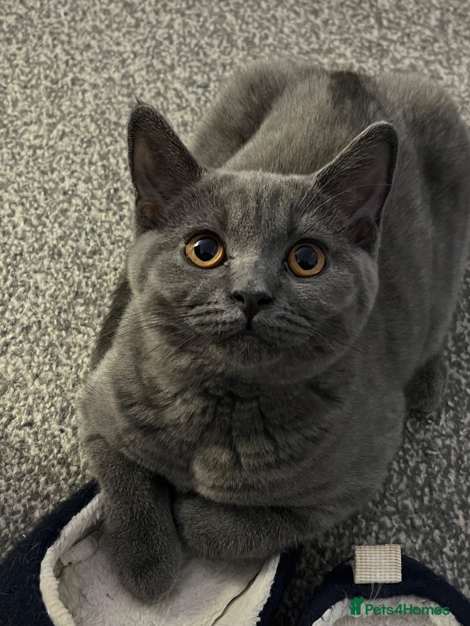 British Shorthair cats Pure British Shorthair  - Advert 17