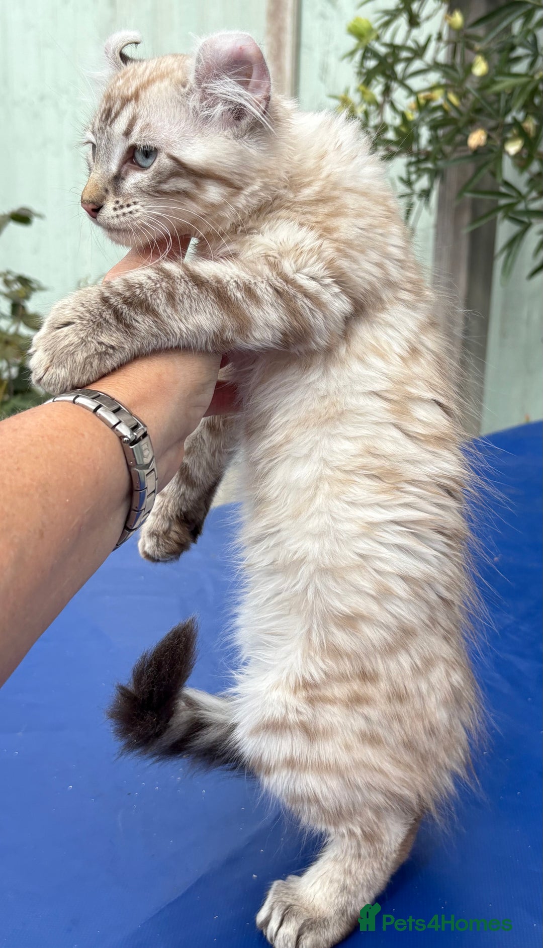 Keetso cats for sale: Stunning polydactyl longhaired snow leopard Keetso - Image 29