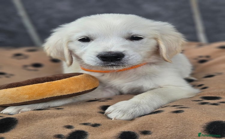 Golden Retriever dogs - Advert 4