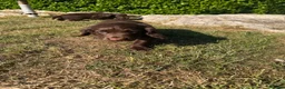 Sprocker dogs for sale: Sprocker Spaniel Pups- READY TO GO - Advert 7