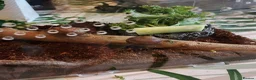 Snails invertebrates for sale: Precious little snails for sale  - Advert 11