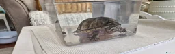 Turtle reptiles for sale: Female Musk Turtle - Advert 3