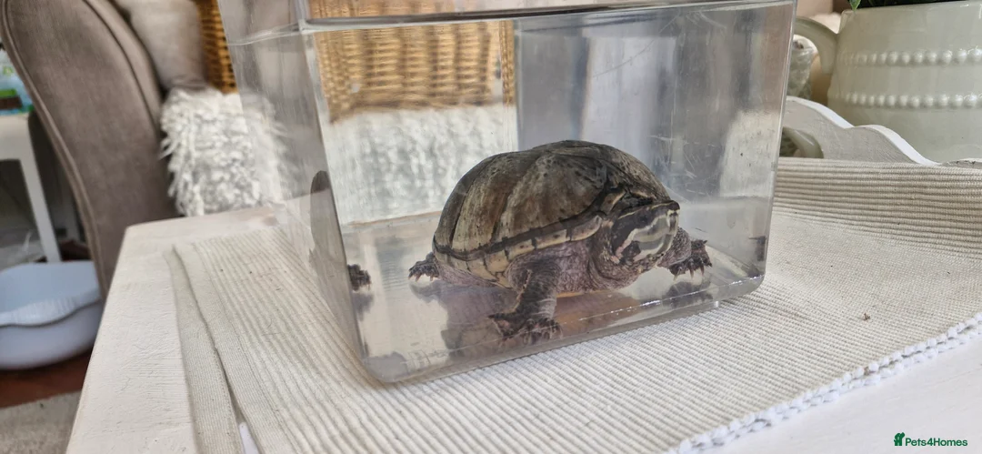 Turtle reptiles for sale: Female Musk Turtle - Advert 3