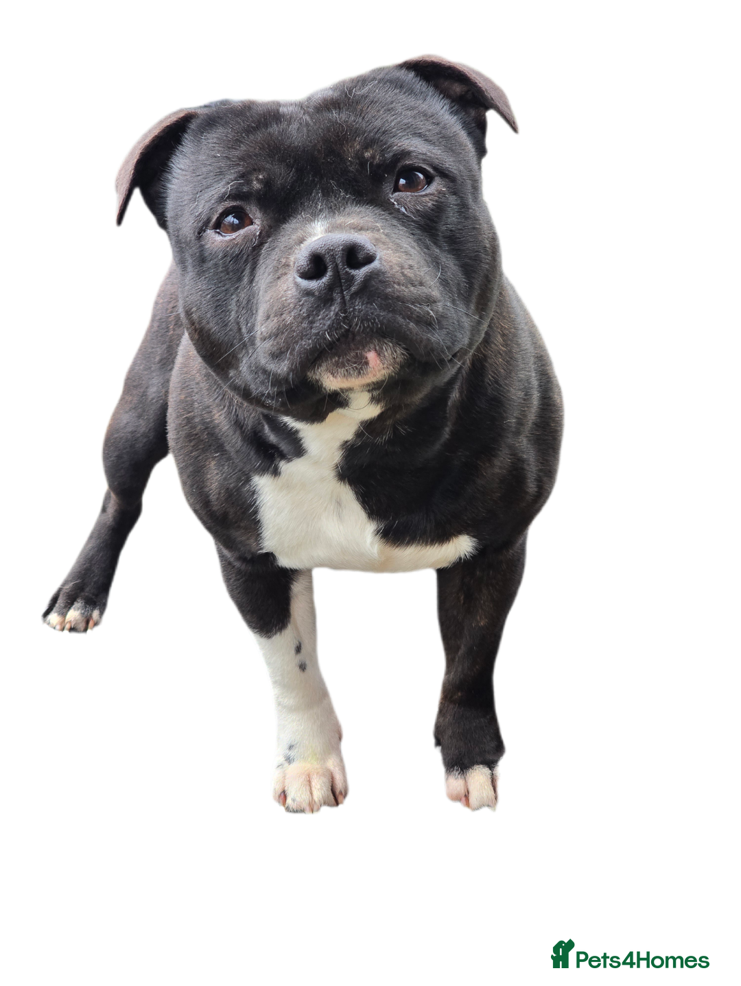 Staffordshire Bull Terrier dogs HT KC Reg, True Quality Staffordshire Bull Terrier - Advert 9