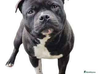 Staffordshire Bull Terrier dogs HT KC Reg, True Quality Staffordshire Bull Terrier - Advert 9