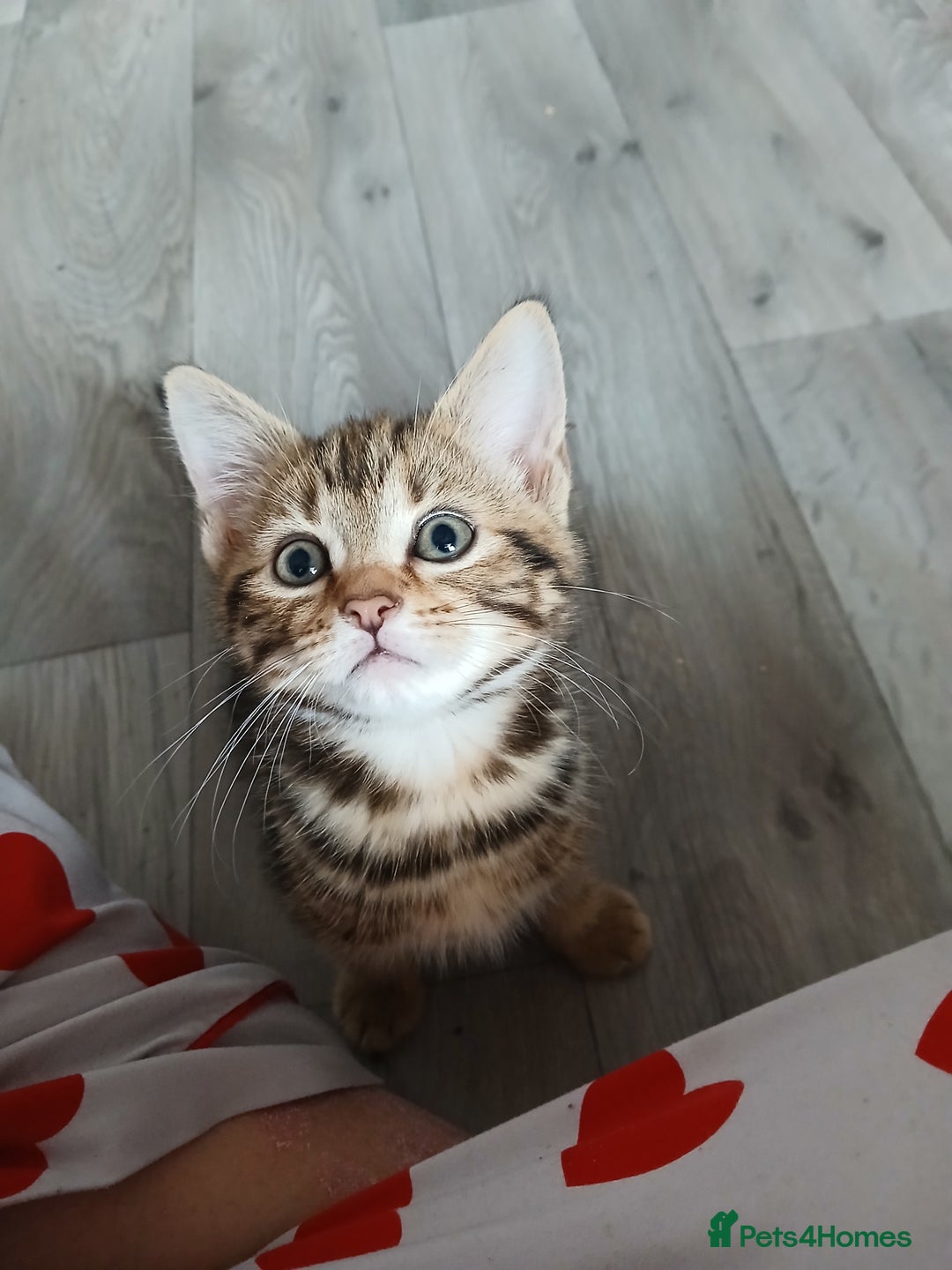 Mixed Breed cats for sale: Tabby kittens for sale - Image 5