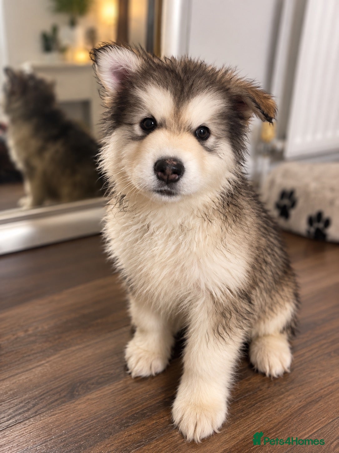 Alaskan Malamute dogs Exceptional pedigree malamute puppies - Advert 2