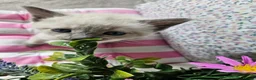 Ragdoll cats for sale: Ragdoll - Advert 8