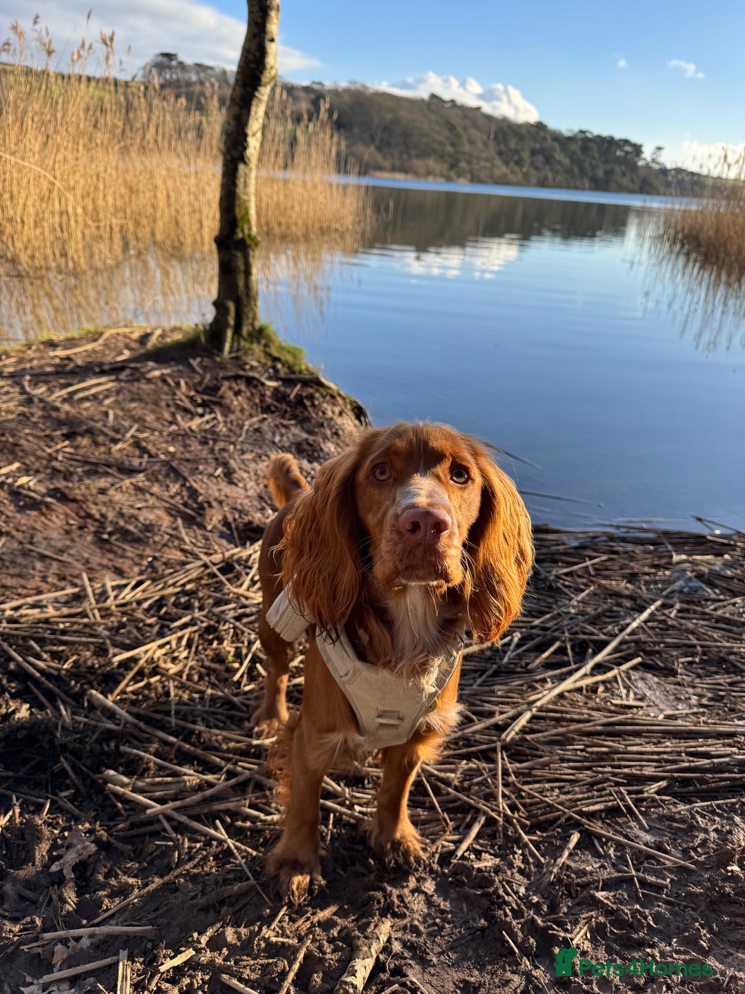 Cocker Spaniel dogs for stud: Working Cocker Spaniel for STUD - Advert 2