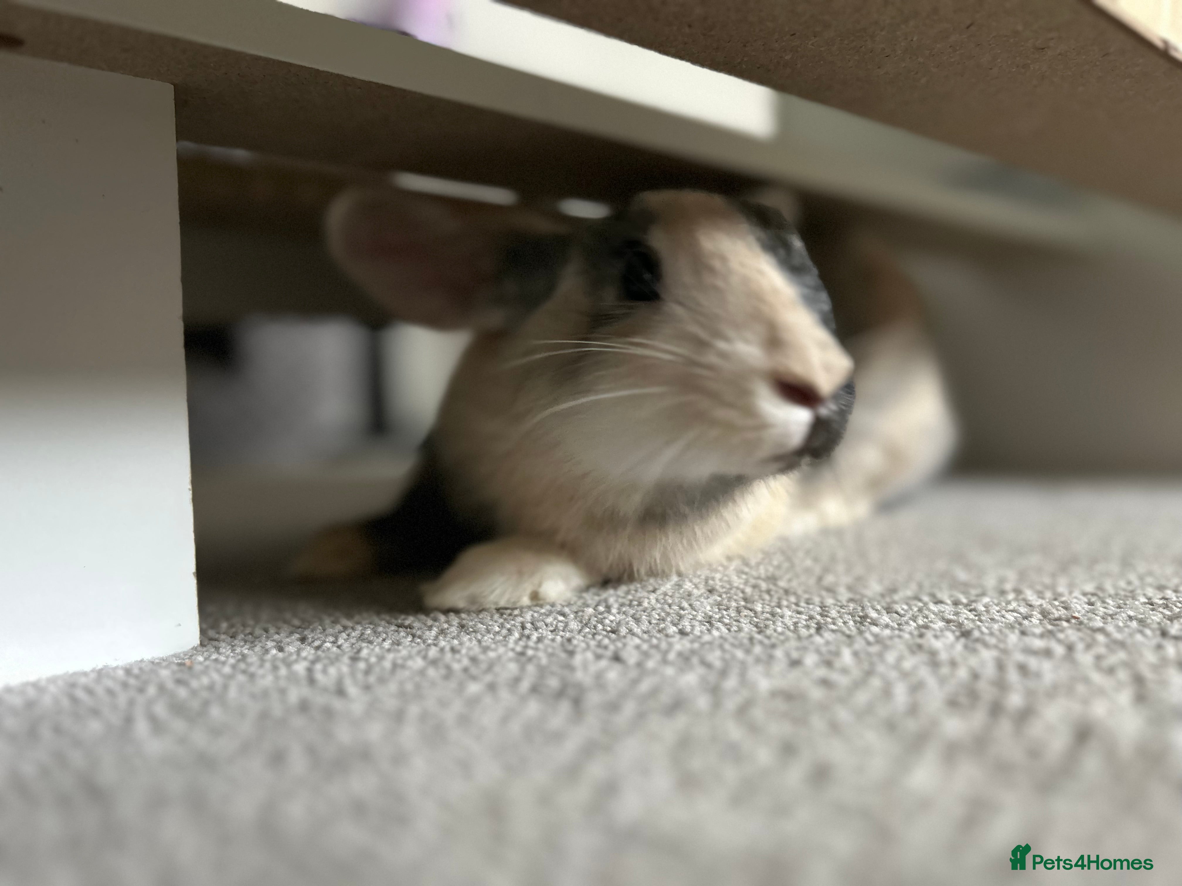 Mixed Breed rabbits 5 month old bunny girl - Advert 2