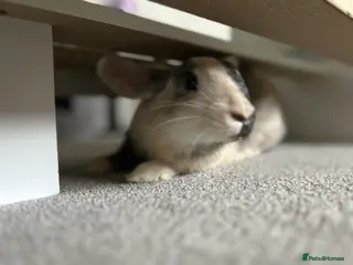 Mixed Breed rabbits 5 month old bunny girl - Advert 1