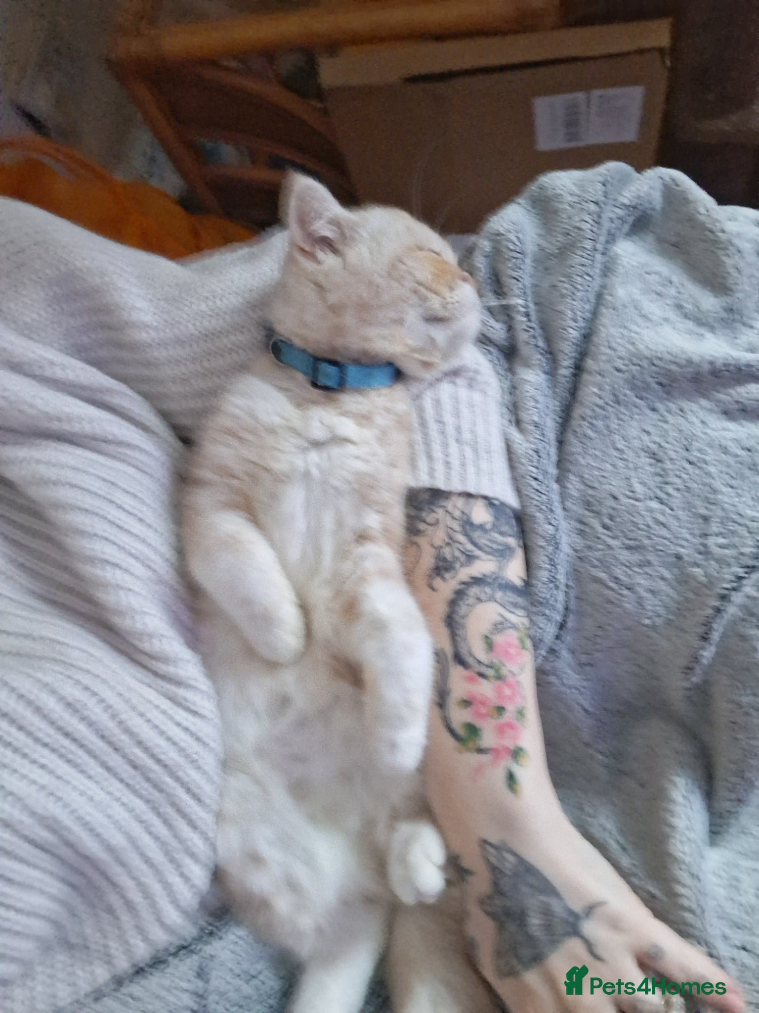 Exotic cats for sale: 8 month boy.pure bred exotic. Pedigree cream gene. - Advert 4