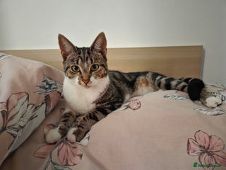 Mixed Breed cats for sale - Advert 1