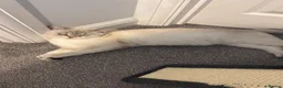 Scottish Fold cats for sale:     Adorable Scottish Straight Kitten - Advert 2