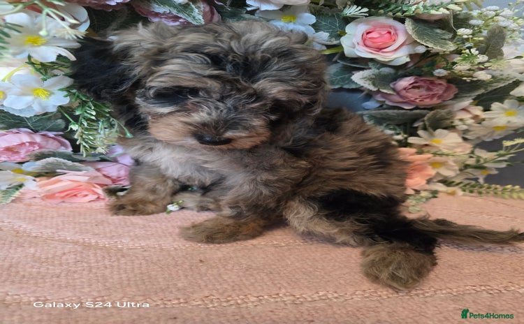 Maltipoo dogs - Advert 1