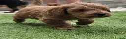 Cockapoo dogs for sale: Outstanding cockapoo puppies - Advert 22