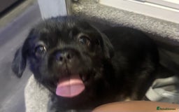 Mixed Breed dogs for sale: Beautiful puppies  - Image 1