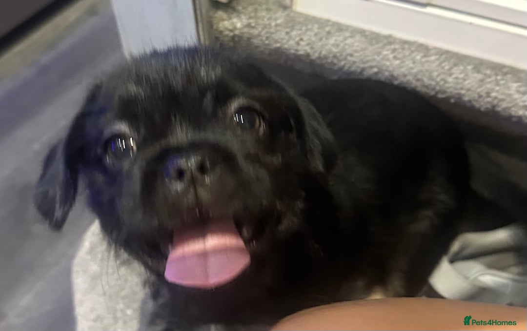 Mixed Breed dogs for sale: Beautiful puppies  - Image 1