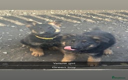German Shepherd dogs for sale: Stunning blood line german shepherd puppy  - Image 11