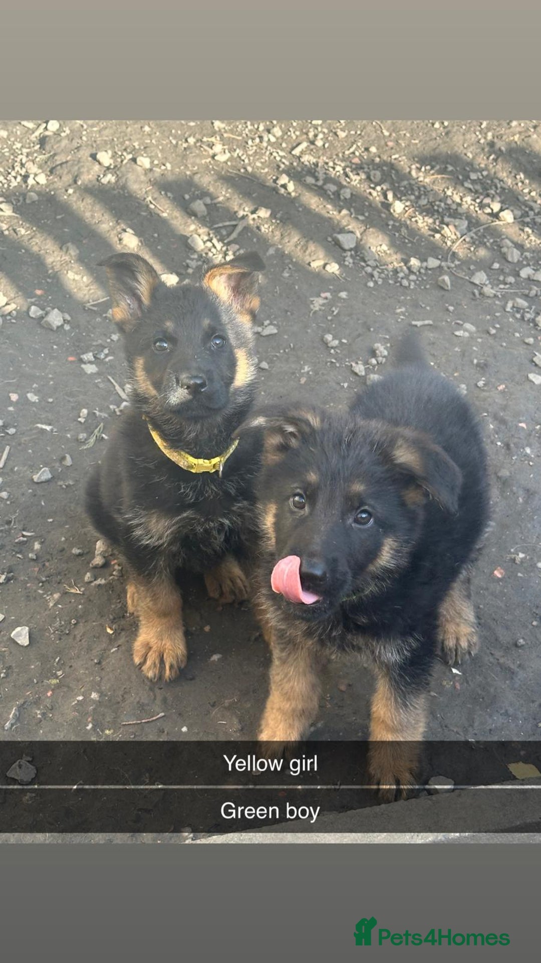 German Shepherd dogs for sale: Stunning blood line german shepherd puppy  - Image 11