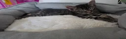 Mixed Breed cats for sale: 3 stunning boy kittens  - Advert 5
