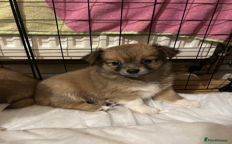 Chihuahua dogs - Advert 32