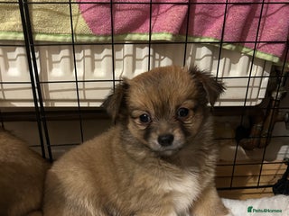 Chihuahua dogs - Advert 33