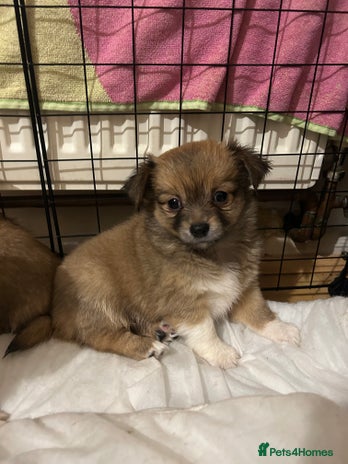 Chihuahua dogs - Advert 3