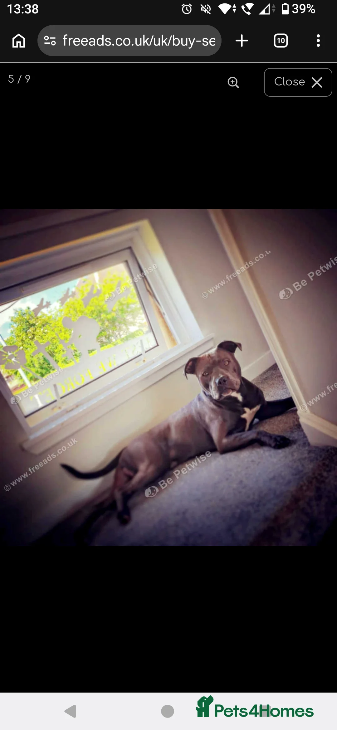 Staffordshire Bull Terrier dogs for stud: Blue Staffordshire bull terrier for stud - Advert 7