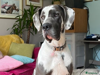 Great Dane dogs in Bideford - Advert 16