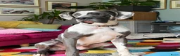 Great Dane dogs for stud: KC reg Dane for stud  in Bideford - Advert 1