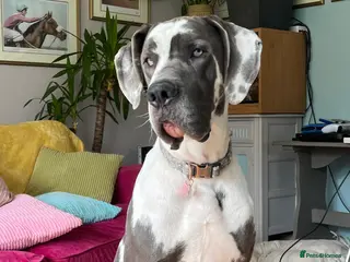 Great Dane dogs KC reg Dane for stud in Bideford - Advert 17