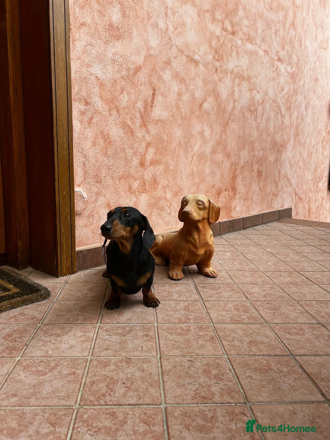 Dachshund dogs for stud: Malcolm is looking for a girlfriend - Advert 1