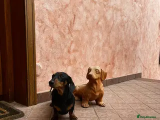 Dachshund dogs Malcolm is looking for a girlfriend - Advert 1