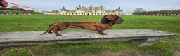Dachshund dogs for stud: KC Standard smooth red hair dachshund  stud in Banbury - Advert 12