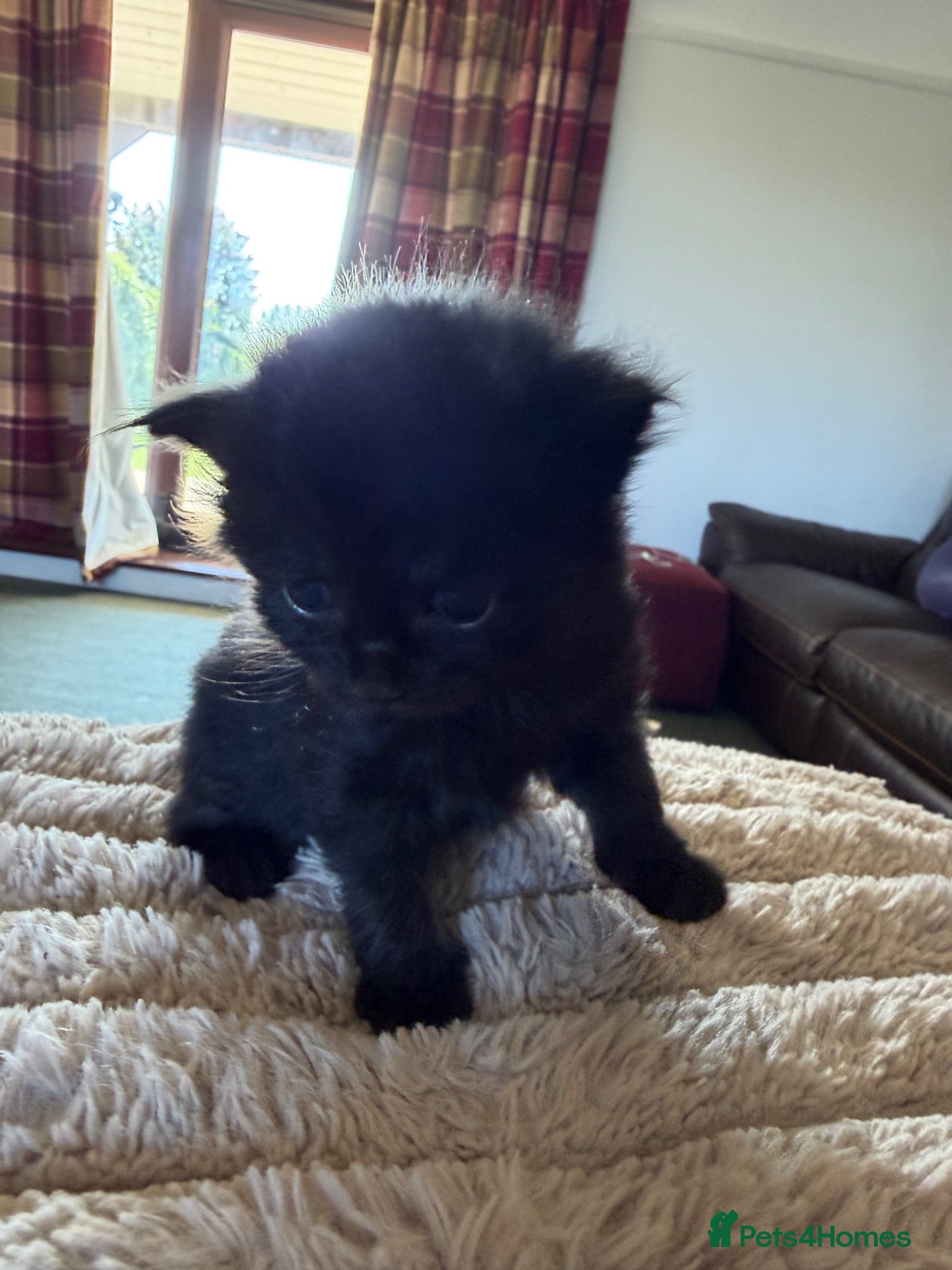 Mixed Breed cats Kittens for sale - Advert 2