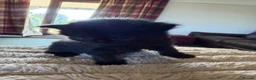 Mixed Breed cats for sale: Kittens for sale in Watchet - Advert 2