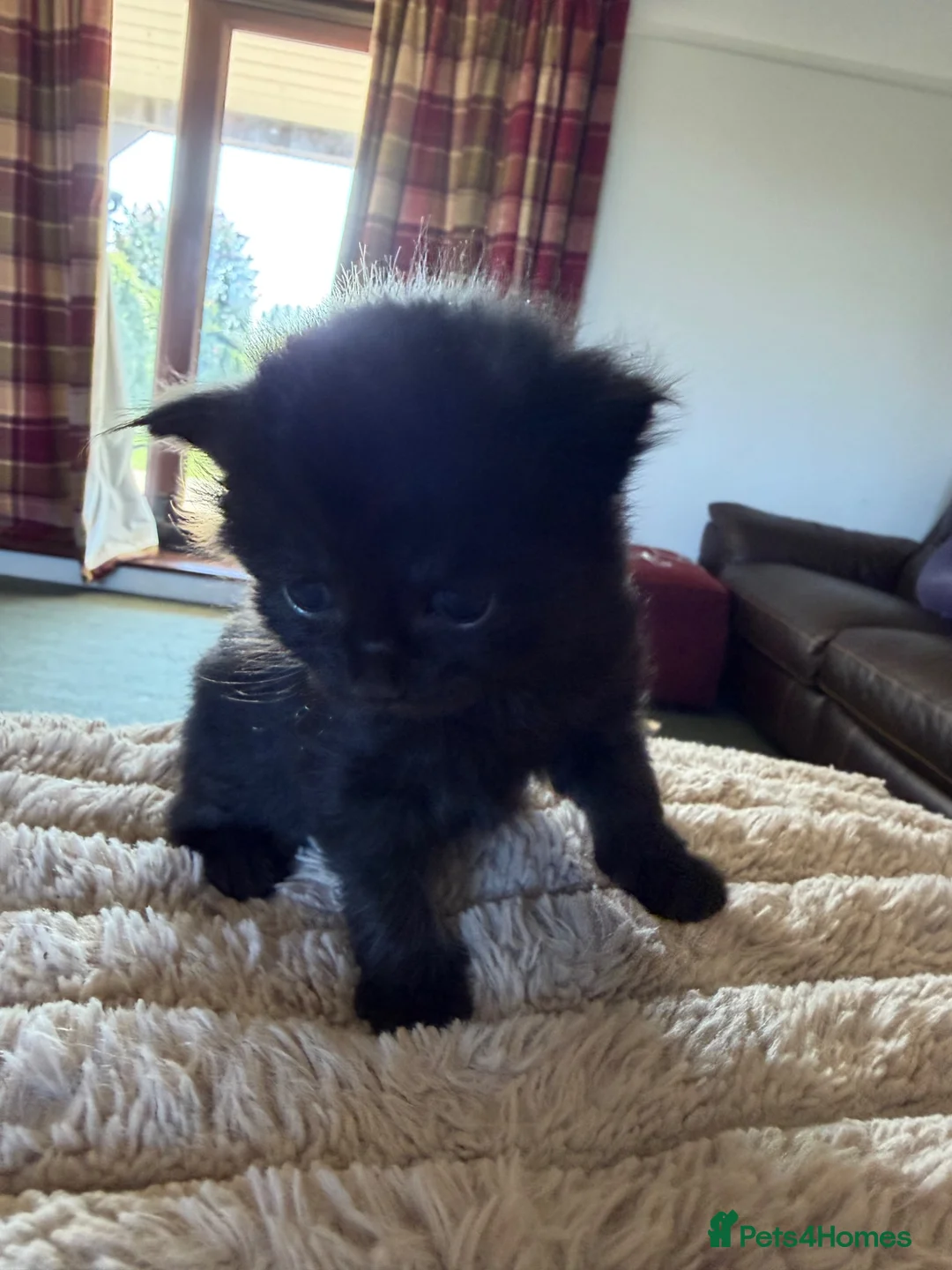 Mixed Breed cats for sale: Kittens for sale in Watchet - Advert 2